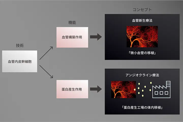 リバスキュラーバイオ株式会社